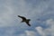 Seagull pair flying together against the blue sky