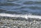 Seagull on a pebble beach