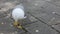 Seagull pecking crumbs in the square in Venice