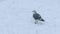 Seagull Pecking For Food In The Snow