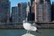 Seagull on a Perch along the East River at Roosevelt Island in New York City