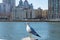 Seagull on a Perch along the East River at Roosevelt Island in New York City