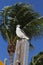 Seagull on perch, Marathon, Florida