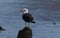 Seagull perched atop a sun-soaked rock in the tranquil blue waters of the ocean