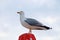 A seagull perched on a beach umbrella.