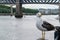 A Seagull perched on a bollard on the side of the Tyne River in Newcastle city Centre