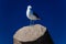 Seagull Perched Concrete Blue