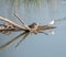 Seagull perched on a dead, dry tree trunk with many branches on a lake with the blue water forming a reflection in the water