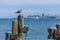 Seagull perched on dock post with San Francisco skyline in background