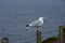 Seagull Perched on a Fence Post Above the Irish Sea