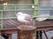 Seagull perched on the harbor mooring poles