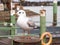 Seagull perched on the harbor mooring poles