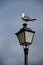 Seagull perched in a lamppost