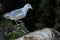 Seagull perched on an old tree trunk