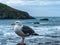 A seagull perched by the Pacific ocean at Harris Beach State Park, Oregon, USA