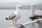 Seagull perched on a pier