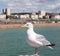 Seagull perched on a post at Brighton