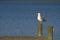 Seagull perched on pylon