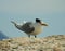 Seagull perched on rock in Cape Town