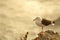 Seagull perched on rocks overlooking ocean in Pismo Beach California