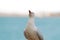 A seagull perched by the sea in Australia.