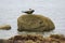 Seagull perched on seal statue