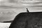 Seagull perched on stone wall on the seashore