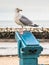 Seagull perched on a telescope at the seaside