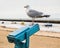 Seagull perched on a telescope at the seaside