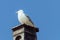 Seagull perched on top of a chimney.