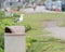 Seagull Perched on Trash Can