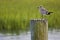 Seagull perched on a wooden dock by inland waterway at Murrells Inlet, SC