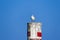 Seagull perched on a wooden dolphin pole