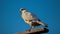 A seagull perching on a branch, looking out to sea generated by AI