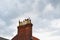 Seagull perching on the chimney against an ominous sky in Southwold