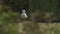 Seagull Perching on Grassy Cliffside Hiding Behind Tall Grass, Mossy Cliff Backgroud, Wild Ocean Bir