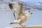 Seagull perching on a handrail of cruise ship