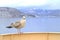 Seagull perching on a handrail of cruise ship