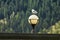 Seagull perching on old lamp post