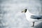 Seagull perching on the rail bridge