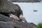 Seagull perching on a rock near water