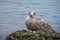 Seagull perching on a rock near water