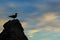 Seagull perching on rock, silhouetted against dusk sky