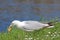 Seagull picking up a stone