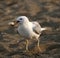 seagull with a piece of bread in its beak