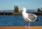 Seagull on the pier