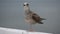 Seagull on a pier