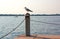 Seagull on pier column