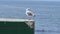 Seagull on a pier with Monterey bay behind him