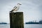 Seagull on a pier piling in Fells Point, Baltimore, Maryland.